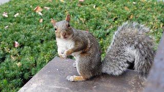 When a squirrel is happy to see his human friend