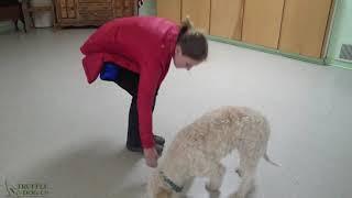 Teaching Truffle Hunting to Lagotto Romagnolo