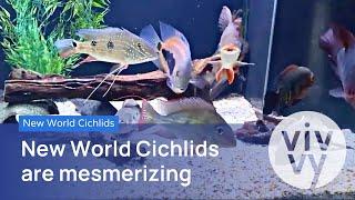 NEW WORLD CICHLIDS: CICHLIDS that MESMERIZE