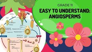 Angiosperms