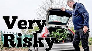 Taking Tomatoes and Chillies To Allotment Garden | Allotment Gardening With Tony
