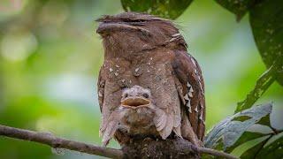 The frogmouth family _ one of Nature's Most Elusive and Fascinating Birds | mother frogmouth |