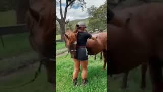 Spoiled horse - Horse breeding season #shorts #horse #Bad Romance horse #horseworld #badhorse