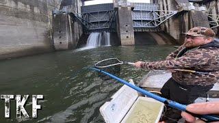 NONSTOP ACTION | This One Bait Will Catch Every Fish Below A Dam!