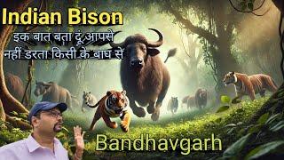 गौर से देखो गौर को । Bisons Of Bandhavgarh । Indian Bison Translocation to Bandhavgarh National Park