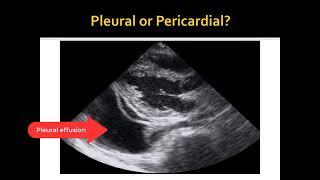 Introduction to point-of-care ultrasound in undifferentiated shock, assessment of pericardium (vet)