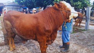 HARGA SAPI SUPER GANTENG KESUKAAN PETERNAK‼️PASAR SAPI JETIS PONOROGO