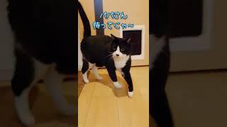 後をついてくる猫が可愛い！【保護猫にゃんころズshorts】 #保護猫 #猫 #可愛い猫