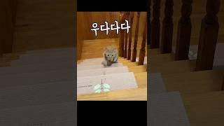 이만한 놀이가 없다옹 #길냥이입양