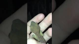 Squeaky gecko