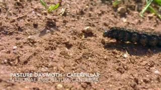 Pasture day moth - caterpillar