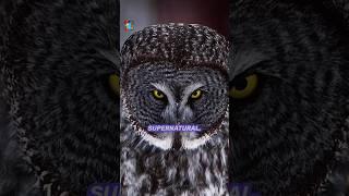 Why Owls Are Seen as Wise — The Psychology Behind the Symbol #facts #animalbehavior