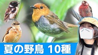 過去一のコマドリが撮れました…【野鳥撮影vlog】