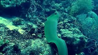 Gymnothorax funebris (Green moray)