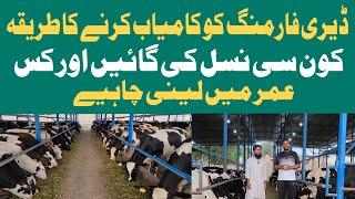 Dairy Farm Business Plan in Punjab|Cow Farming Business|Best Dairy Farm