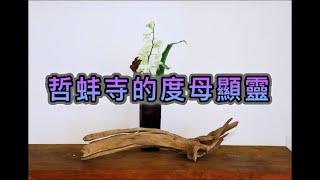 度母贊38. 哲蚌寺的度母顯靈