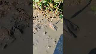 Omg! Amazing Fishing Technique. #fishing #viralvideoシ #viralfishing #catfish