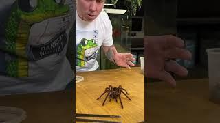 I just couldn't handle this one! Unboxing the largest spider on earth! #shorts