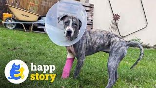 Aurora's Incredible Recovery: A Stray Dog's Journey to Happiness! | HAPP