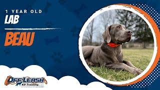 Lab Training Roanoke | Roanoke Dog Training Video