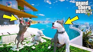 YAVRU PİTBULL ABİSİ KAOS'LA ZENGİN KÖPEK KIZIN EVİNİ GEZİYOR! - GTA 5