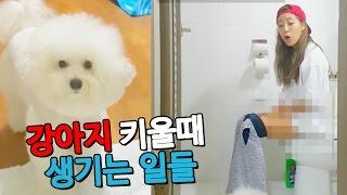 강아지 키울때 무조건 생기는 일들!