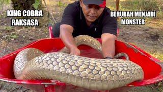 THIS IS THE GIANT GOLDEN KING COBRA SNAKE OF KALIMANTAN | SNAKE | KING COBRA | ADVENTURE MANDA