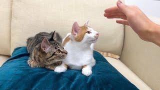 途中でなでなでするのを止めたら子猫たちの反応がかわいすぎましたwww