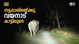 നട്ടപ്പാതിരയ്ക്കു Wayanad കാട്ടിലൂടെ | Elephant encounter | Tholpetty | Thirunelli