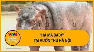 "Hà mã baby" tại vườn thú Hà Nội | VTV4