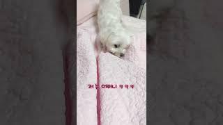 엄마발은 장난감 #발장난치는 #인삼먹는달콩이 #말티즈 #웃낀강아지 #cutepuppy #shorts