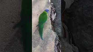 AustraliaParrot| #luckyxplorer #vlog #tourism #parrot #travel #mountainscenery #parramatta #birds