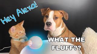 My Dog and Cat React to Alexa!