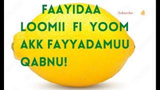 FAAYIDAA LOOMIIN QABU!