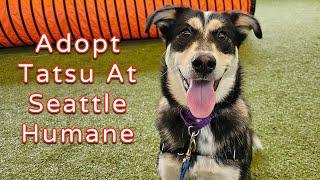 Adopt Tatsu At Seattle Humane