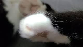 김미오 발바닥 젤리