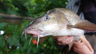 Catching BIG River Fish On Meat!