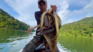 Chạch Lấu Vùng Này Nhiều Vô Số Kể Câu Cá Trong Rừng Già / fishing in the jungle