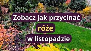 Jakie róże możemy przycinać jesienią, jak ciąć różne odmiany, co zrobić z różami pnącymi przed zimą