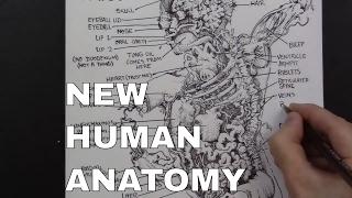 THE ENTIRE HUMAN BOD according to Peter Draws