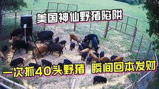 美国神仙野猪陷阱，一次抓到40头野猪，瞬间回本发财了