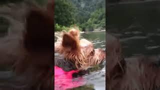 水の中のヨーキーらん/Swimming Yorkie
