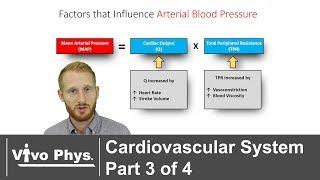 Cardiovascular System Part 3 of 4 - Blood Pressure