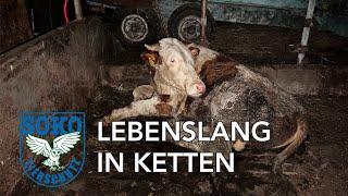 Lebenslang in Ketten - Anbindehaltung // SOKO Tierschutz e.V.