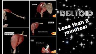 Deltoid Muscle Action 3D | Deltoid Anatomy