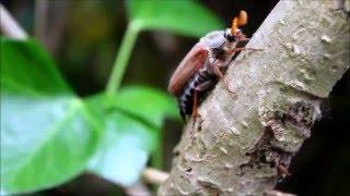 Cockchafer - Meikever ( Melolontha Melolontha )