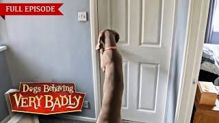 Dogs Behaving Very Badly: Series 4 - Episode 3 | Full Episode