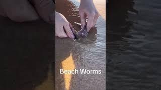 Beach Worm Chronicles: Discovering the Hidden Wonders of Coastal Sands #shorts