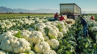 17 Colheitas De Frutas E Vegetais Mais Incríveis Por Fazendeiros - Tecnologia De Colheita