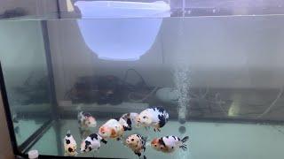 We imported Calico/Cow style ranchu from Thailand  #Pan's farm goldfish #uk_goldfish #Ranchu